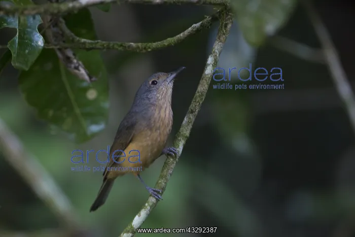 : Bower's Shrikethrush - Foraging in tropical rainforest : Bower's Shrikethrush - Foraging in tropical rainforest