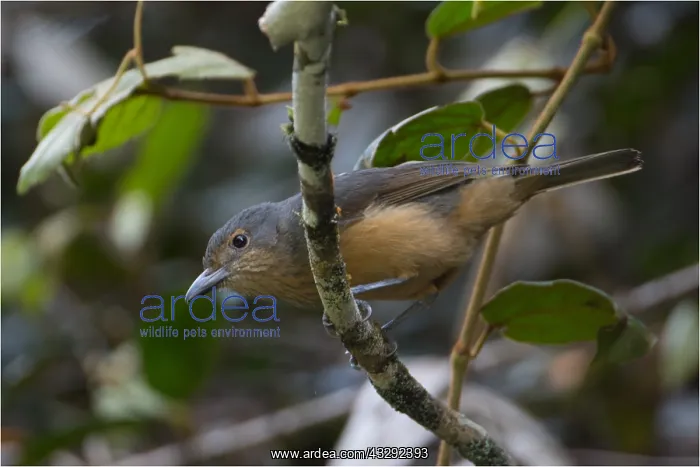 : Bower's Shrikethrush - Foraging in tropical rainforest : Bower's Shrikethrush - Foraging in tropical rainforest