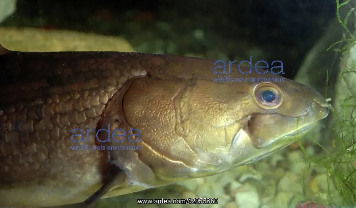 : Bowfin - a very ancient type of bony fish - freshwaters : Bowfin - a very ancient type of bony fish - freshwaters