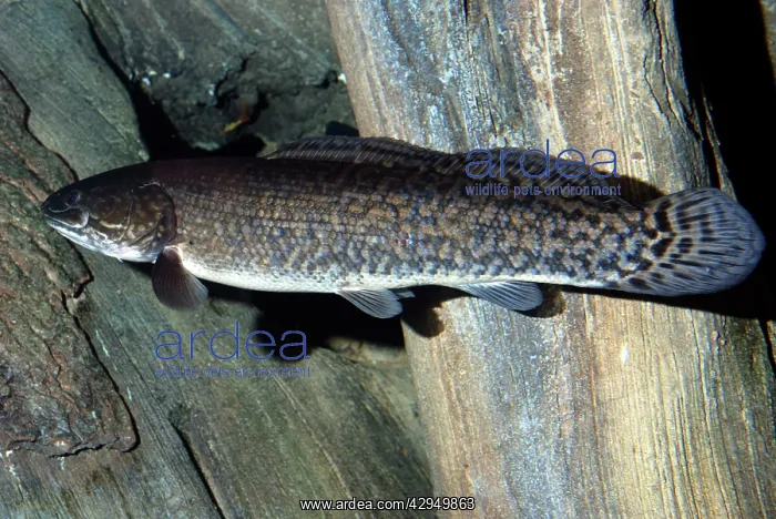 : Bowfin - freshwaters North America : Bowfin - freshwaters North America