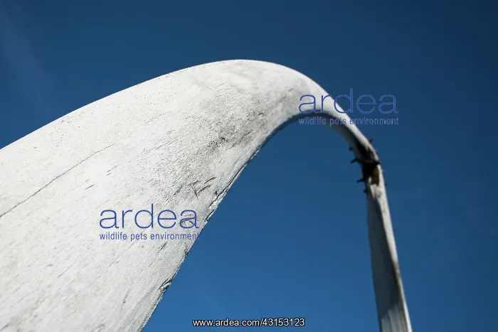 : Bowhead Whale : Bowhead Whale