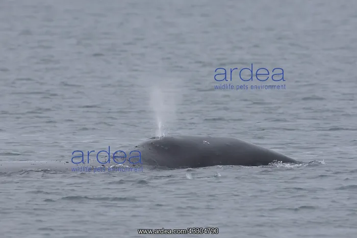 : Bowhead Whale - adult whale blowing at the surface : Bowhead Whale - adult whale blowing at the surface