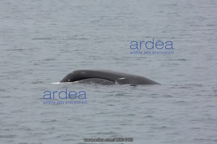 : Bowhead Whale - adult whale swimming at the surface : Bowhead Whale - adult whale swimming at the surface
