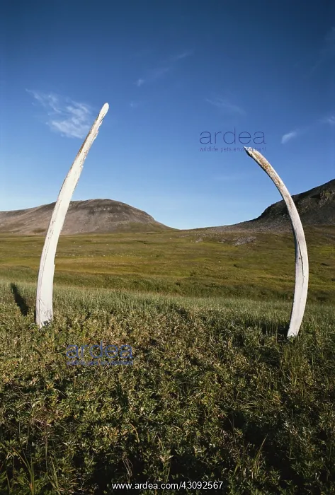 : Bowhead whale bones : Bowhead whale bones