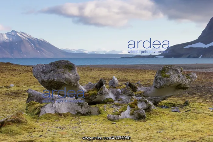 : Bowhead Whale bones in arctic landscape : Bowhead Whale bones in arctic landscape