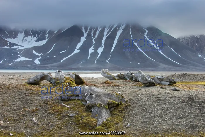  : Bowhead Whale bones in arctic landscape