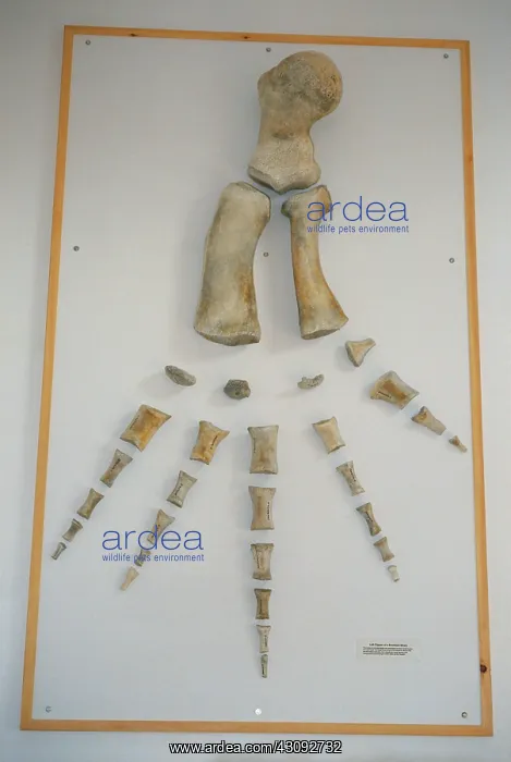 : Bowhead Whale flipper bones : Bowhead Whale flipper bones