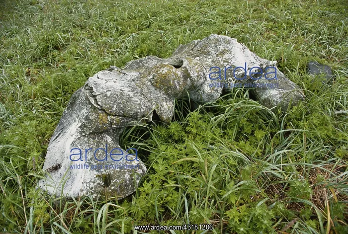 : Bowhead whale mandible : Bowhead whale mandible