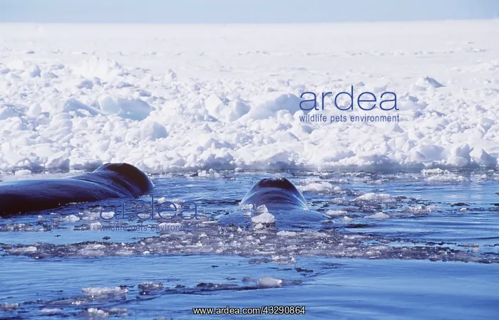 : Bowhead Whale - x two, at ice edge : Bowhead Whale - x two, at ice edge