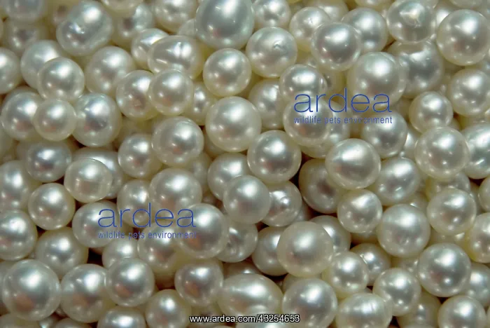 : Bowl of pearls cultured from silver-lipped : Bowl of pearls cultured from silver-lipped