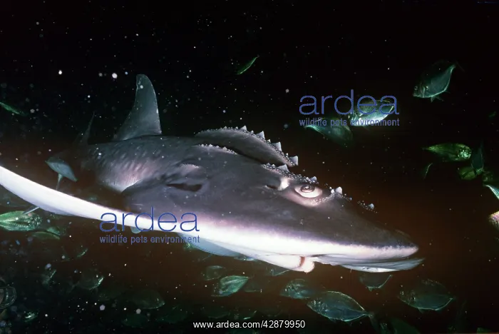 : Bowmouth guitarfish swimming - Also known as: Sharkfin : Bowmouth guitarfish swimming - Also known as: Sharkfin