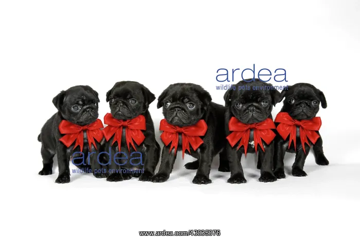 : Dog. DOG. Five black pug puppies (6 weeks old) wearing Christmas red bows : Dog. DOG. Five black pug puppies (6 weeks old) wearing Christmas red bows