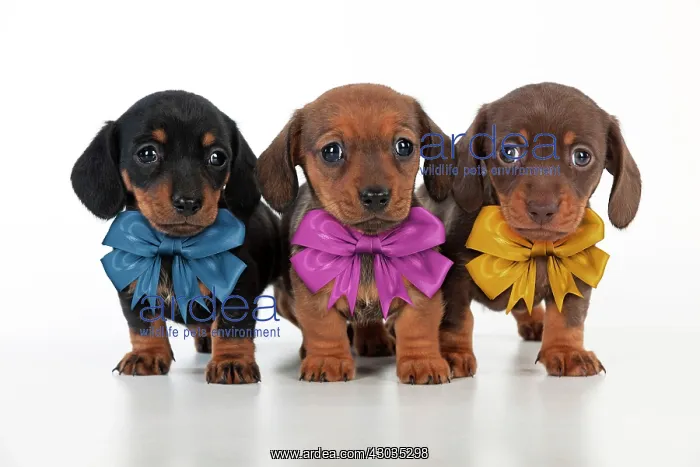 : Dog Dachshund 5 week old puppies wearing bows Digital Manipulation: Bows made : Dog Dachshund 5 week old puppies wearing bows Digital Manipulation: Bows made