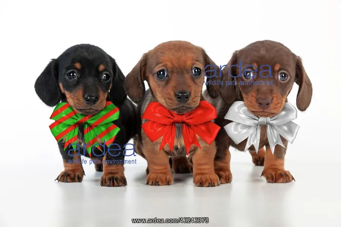 : Dog Dachshund 5 week old puppies wearing Christmas bows Digital Manipulation: Bows made : Dog Dachshund 5 week old puppies wearing Christmas bows Digital Manipulation: Bows made