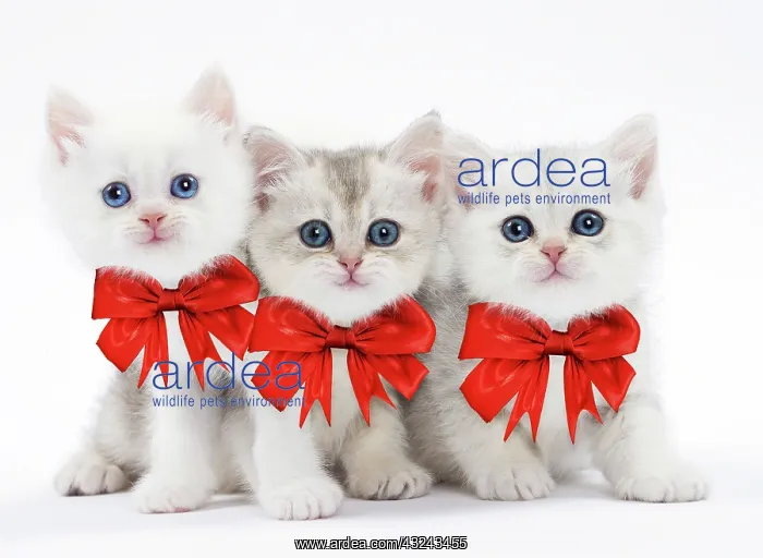 : Cat British kittens wearing red Christmas bows Digital Manipulation : Cat British kittens wearing red Christmas bows Digital Manipulation