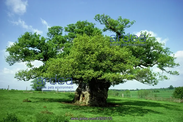 : Bowthorpe Oak - Oak with greatest girth in UK : Bowthorpe Oak - Oak with greatest girth in UK