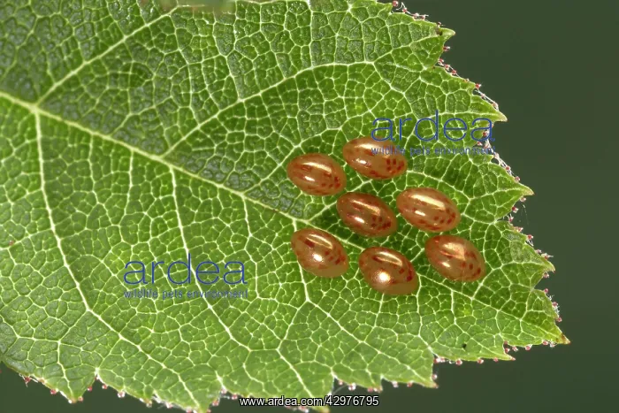 : Box Bug - eggs on wild rose leaves : Box Bug - eggs on wild rose leaves