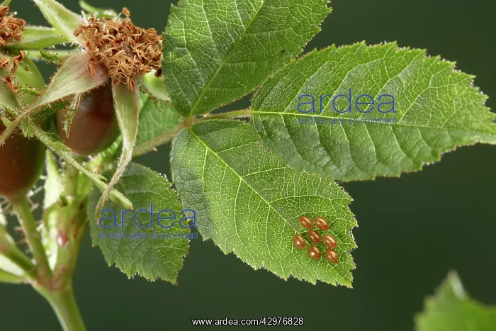 : Box Bug - eggs on wild rose leaves : Box Bug - eggs on wild rose leaves