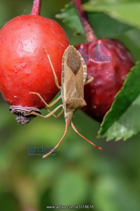 : Box bug (Gonocerus acuteangulatus) on Dog rose ( : Box bug (Gonocerus acuteangulatus) on Dog rose (