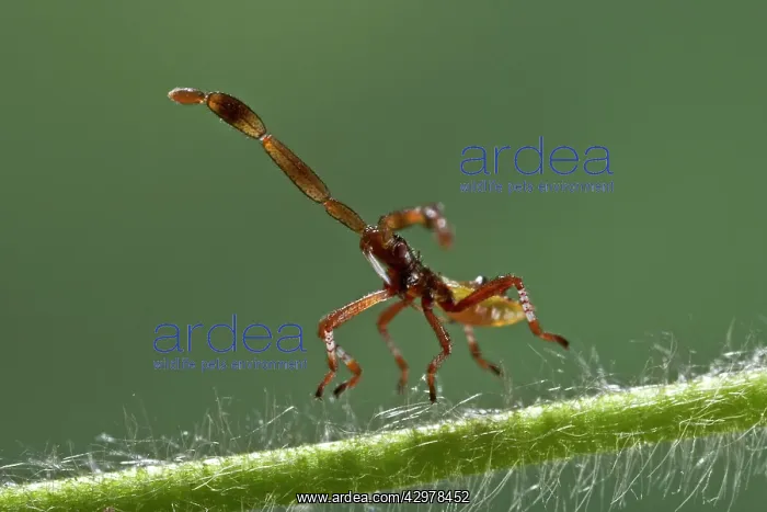 : Box Bug - young bug just hatched out of its egg : Box Bug - young bug just hatched out of its egg