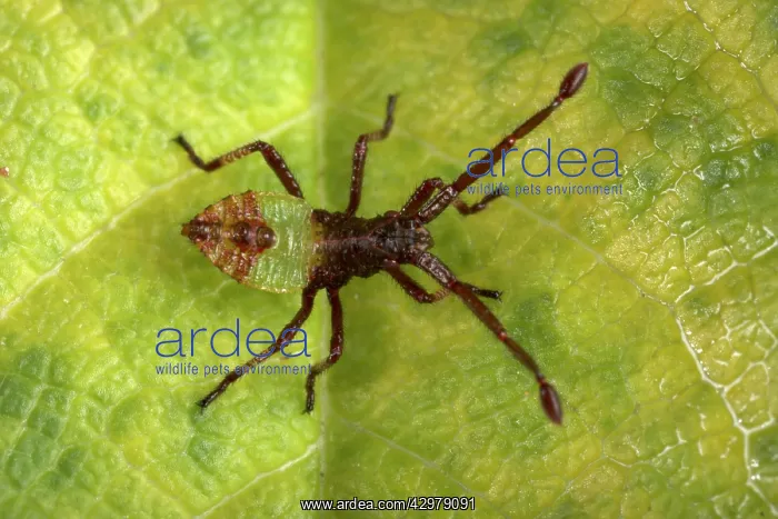 : Box Bug - Young bug just hatched out of its egg : Box Bug - Young bug just hatched out of its egg