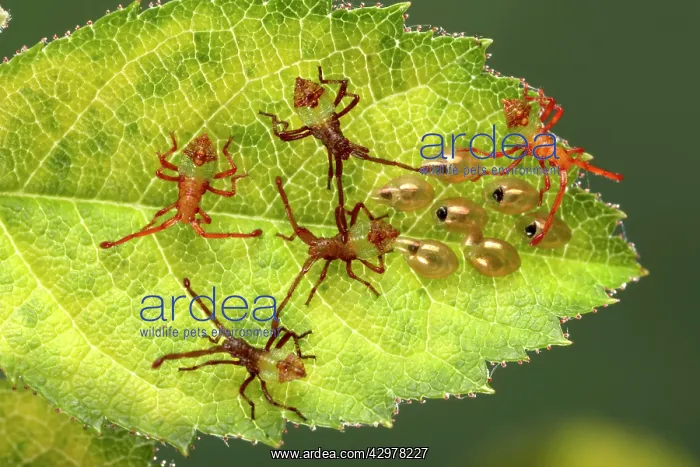  : Box Bug - Young bugs just hatched out of their eggs