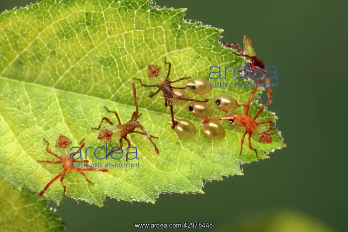 : Box Bug - Young bugs just hatched out of their eggs : Box Bug - Young bugs just hatched out of their eggs