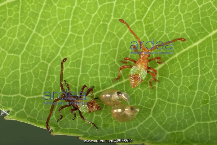 : Box Bug - Young bugs just hatched out of their eggs : Box Bug - Young bugs just hatched out of their eggs
