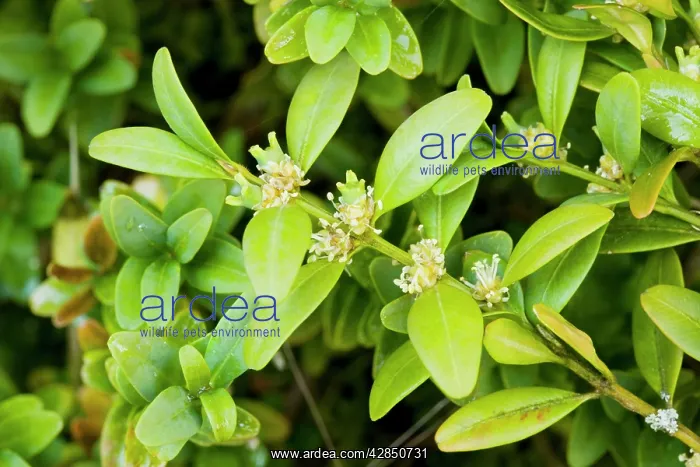 : Box bush - in flower : Box bush - in flower