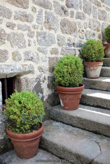 : Box, Buxus : Box, Buxus