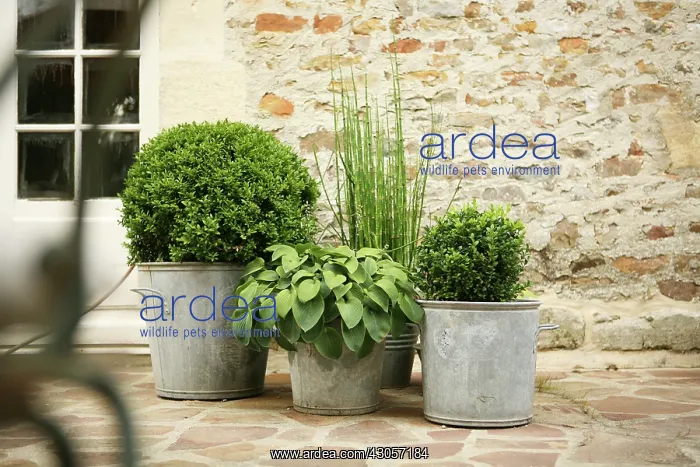: Box, Buxus : Box, Buxus