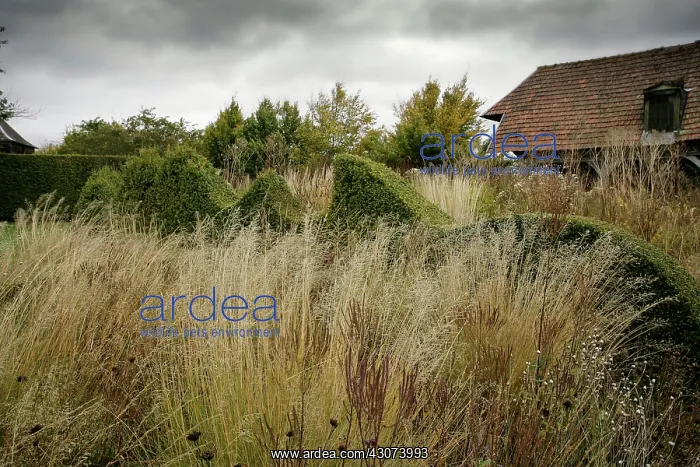 : Box, Buxus : Box, Buxus