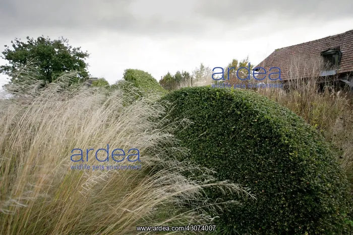 : Box, Buxus : Box, Buxus