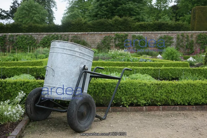 : Box, Buxus : Box, Buxus
