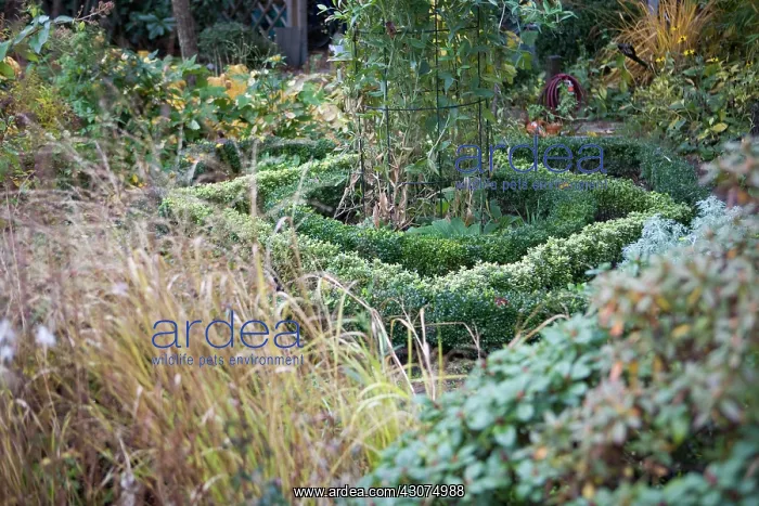  : Box, Buxus