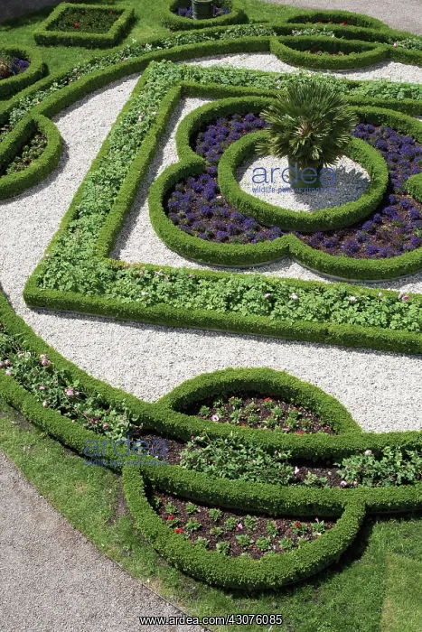 : Box, Buxus : Box, Buxus
