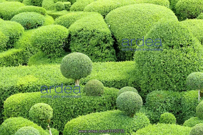 : Box, Common Box, Buxus sempervirens, Cloud Topiary.- : Box, Common Box, Buxus sempervirens, Cloud Topiary.-