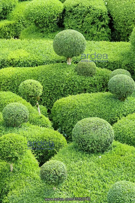 : Box, Common Box, Buxus sempervirens, Cloud Topiary.- : Box, Common Box, Buxus sempervirens, Cloud Topiary.-