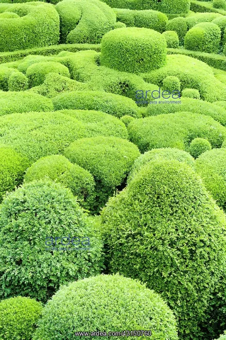 : Box, Common Box, Buxus sempervirens, Cloud Topiary.- : Box, Common Box, Buxus sempervirens, Cloud Topiary.-
