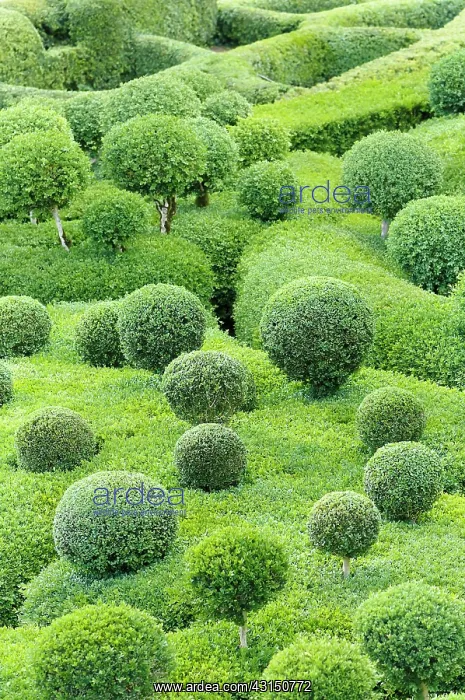 : Box, Common Box, Buxus sempervirens, Cloud Topiary.- : Box, Common Box, Buxus sempervirens, Cloud Topiary.-