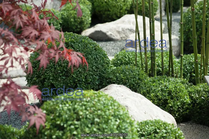 : Box, Common Box, Buxus sempervirens, A japanese : Box, Common Box, Buxus sempervirens, A japanese