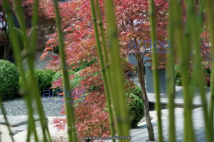 : Box, Common Box, Buxus sempervirens, A japanese : Box, Common Box, Buxus sempervirens, A japanese
