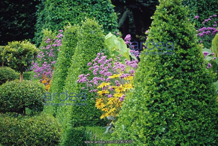 : Box, common, Buxus sempervirens : Box, common, Buxus sempervirens
