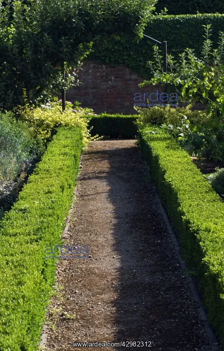 : Box, common, Buxus sempervirens : Box, common, Buxus sempervirens