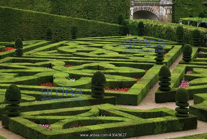 : Box, common, Buxus sempervirens : Box, common, Buxus sempervirens