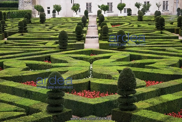 : Box, common, Buxus sempervirens : Box, common, Buxus sempervirens