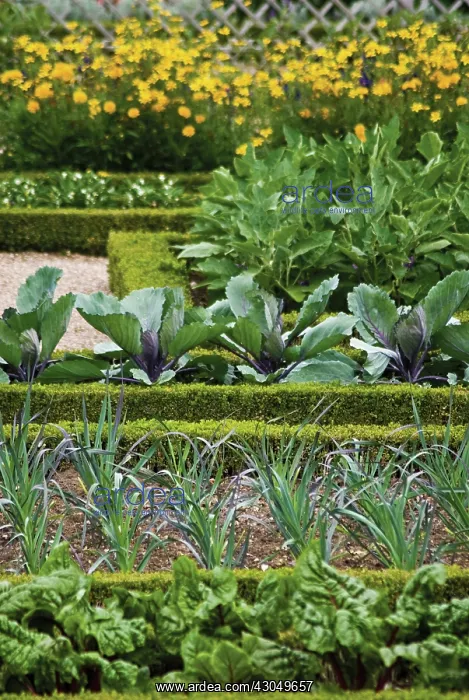 : Box, common, Buxus sempervirens : Box, common, Buxus sempervirens