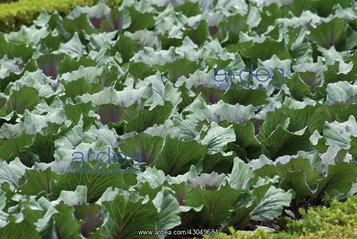 : Box, common, Buxus sempervirens : Box, common, Buxus sempervirens