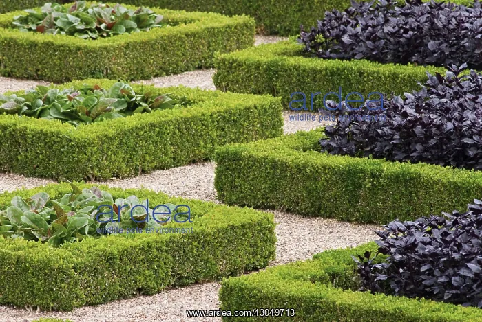 : Box, common, Buxus sempervirens : Box, common, Buxus sempervirens