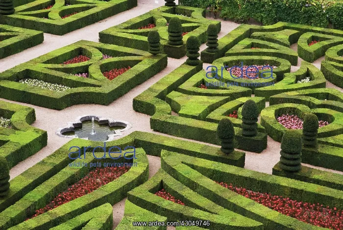 : Box, common, Buxus sempervirens : Box, common, Buxus sempervirens